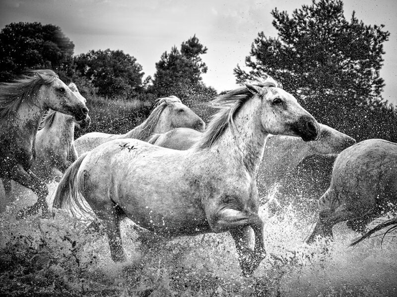 Exposition photos de Cathy COHEN-SOLAL aux Saintes-Marie-de-la-Mer